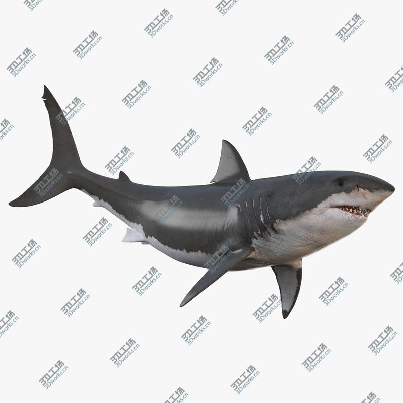 images/goods_img/202105074/3D White Shark Animated/1.jpg